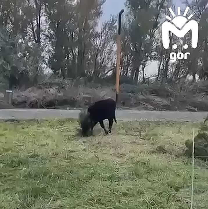 Коровы объели Эльтавский лес в Махачкале — хозяин может влететь на полмиллиона