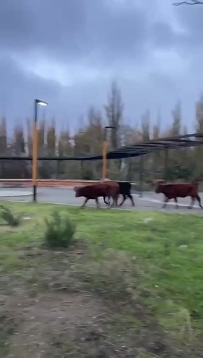 В Махачкале отловили коров, которые уничтожали деревья, посаженные экоактивистами, местные власти готовят иск о возмещении ущерба
