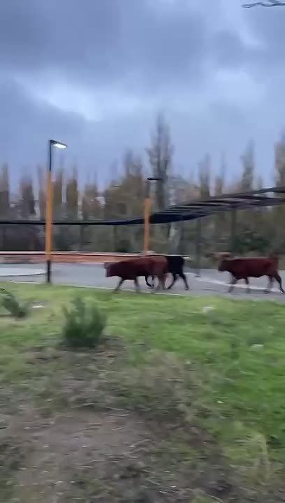 В Махачкале отловили коров, которые уничтожали деревья, посаженные экоактивистами, местные власти готовят иск о возмещении ущерба