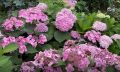 Гортензии в саду: выбираем лучший вид для своего участка