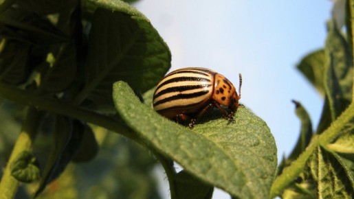 Колорадские жуки будут облетать ваш сад за километр: справитесь без химии