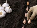 Секреты успешной посадки чеснока: почему замачивание важнее, чем кажется