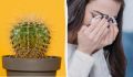 Почему кактусы не лучшее решение для вашего дома?