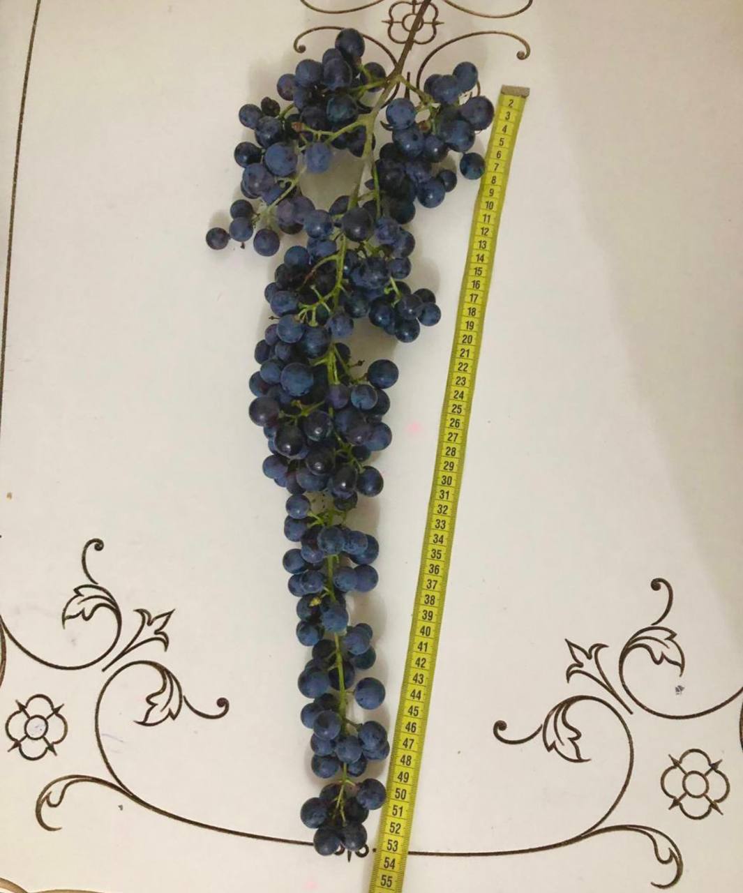 Дагестанский виноград "Длинная гроздь" возродят в Гумбетовском районе