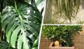 Секреты долголетия: 9 комнатных растений, которые станут надежными спутниками на десятилетия