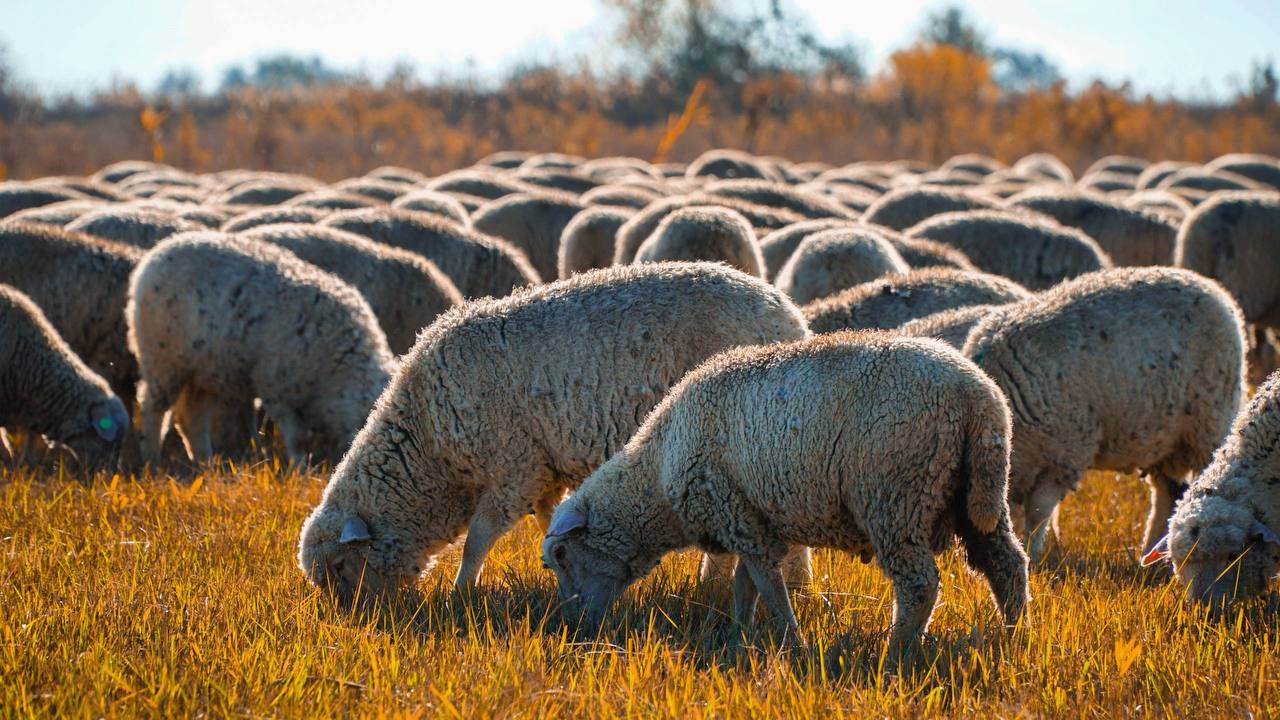 В Дагестане завершается осенний перегон скота на зимние пастбища В Дагестане завершается осенний перегон скота на зимние пастбища