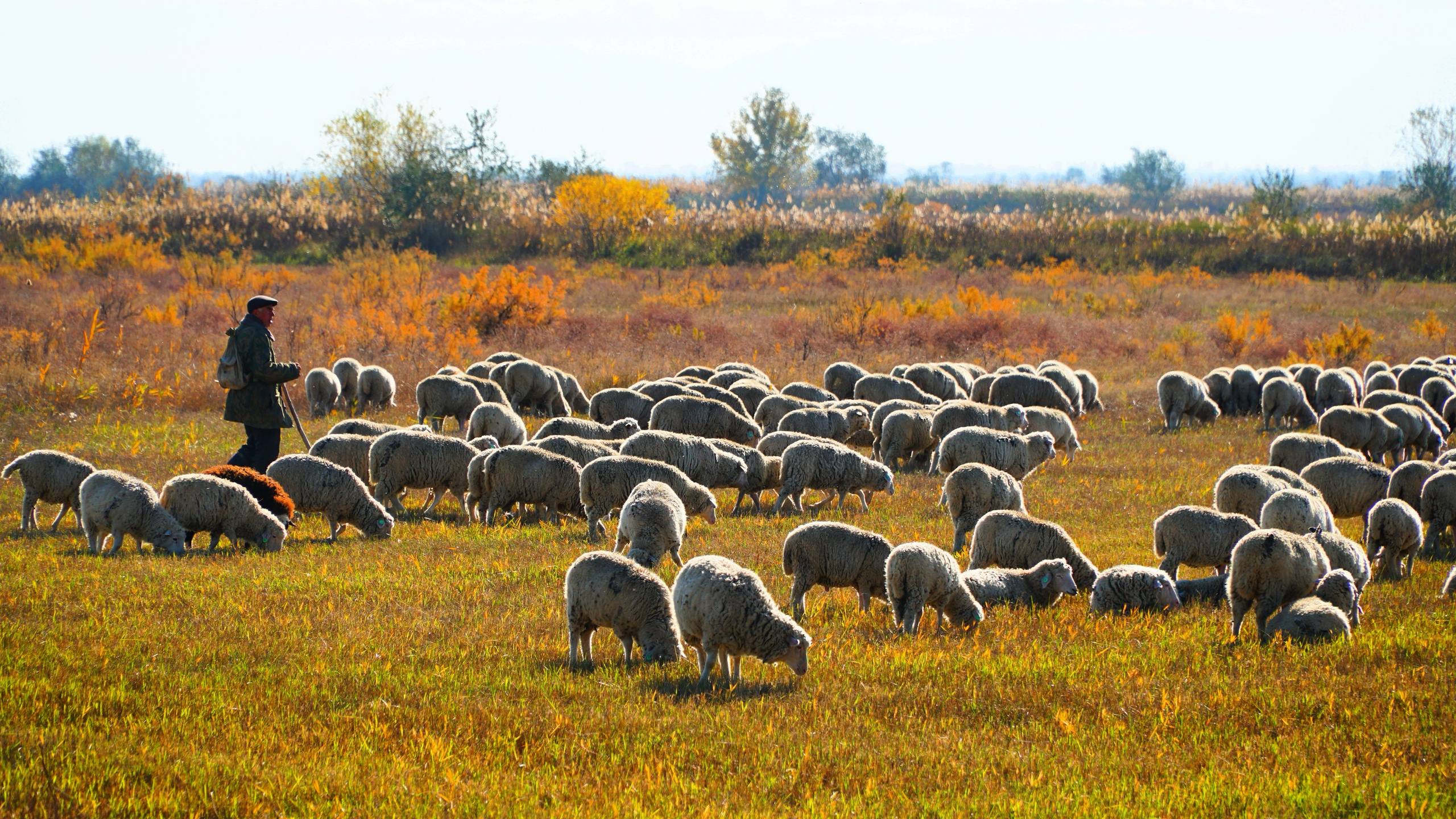Аграрии Дагестана завершают осенний перегон скота и заготовку кормов Аграрии Дагестана завершают осенний перегон скота и заготовку кормов