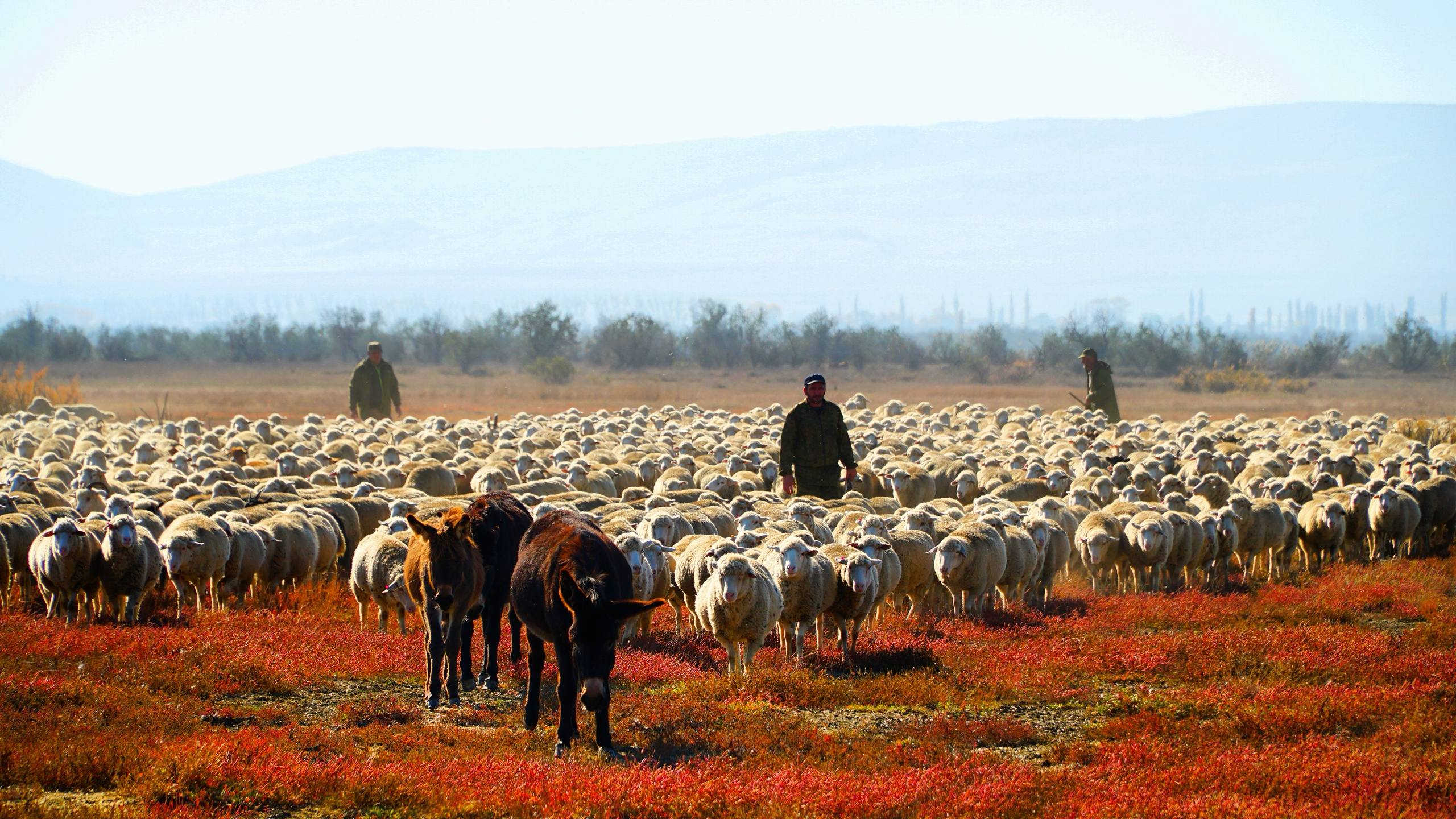 Аграрии Дагестана завершают осенний перегон скота и заготовку кормов Аграрии Дагестана завершают осенний перегон скота и заготовку кормов