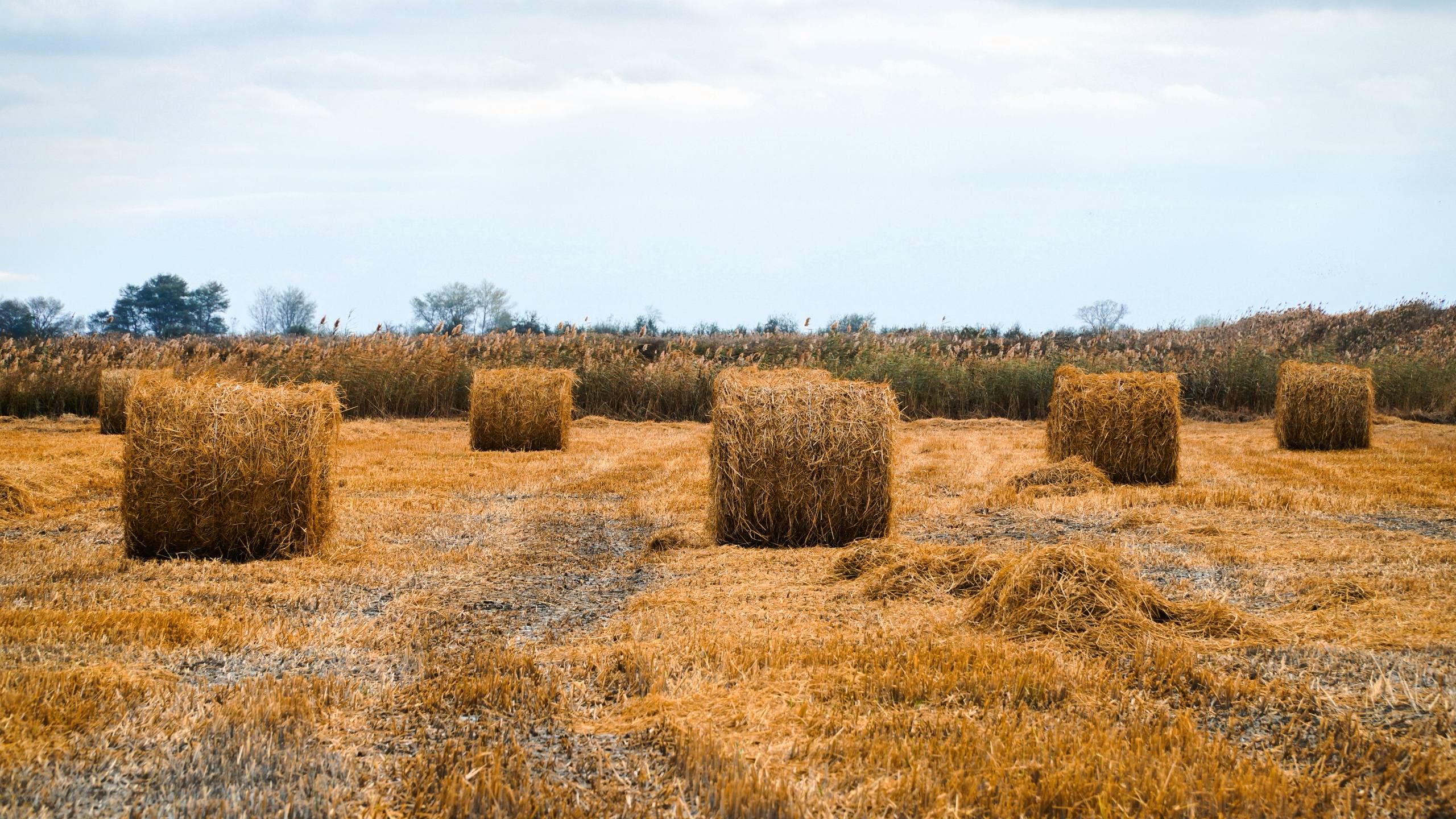 Аграрии Дагестана завершают осенний перегон скота и заготовку кормов Аграрии Дагестана завершают осенний перегон скота и заготовку кормов