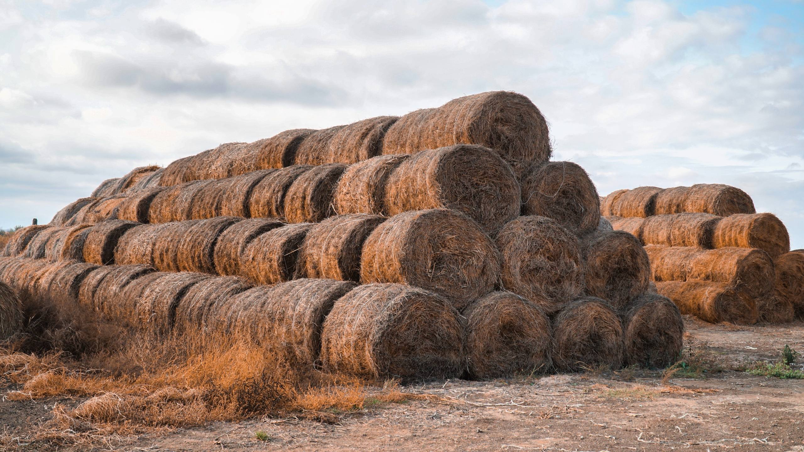 Аграрии Дагестана завершают осенний перегон скота и заготовку кормов Аграрии Дагестана завершают осенний перегон скота и заготовку кормов
