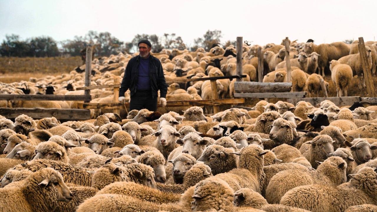 В Дагестане завершается осенний перегон скота на зимние пастбища В Дагестане завершается осенний перегон скота на зимние пастбища