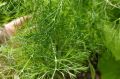 Как сделать укроп пышным и сочным: секреты ухода в августе