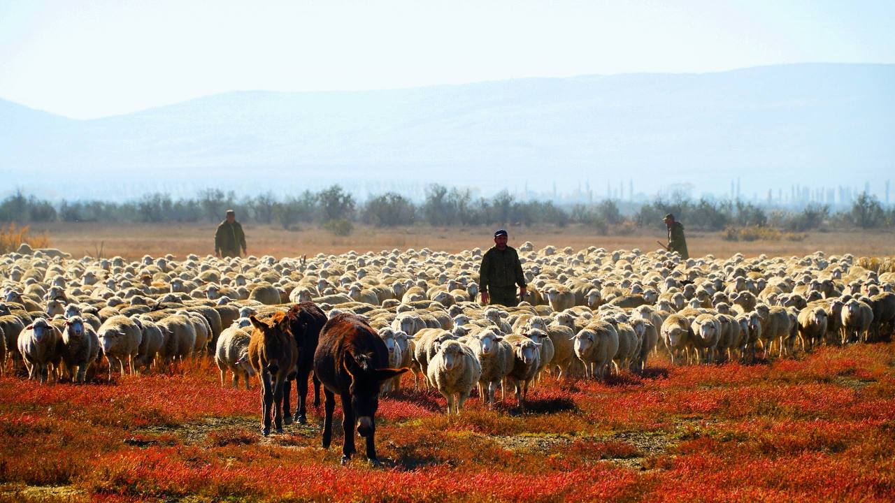 В Дагестане завершается осенний перегон скота на зимние пастбища