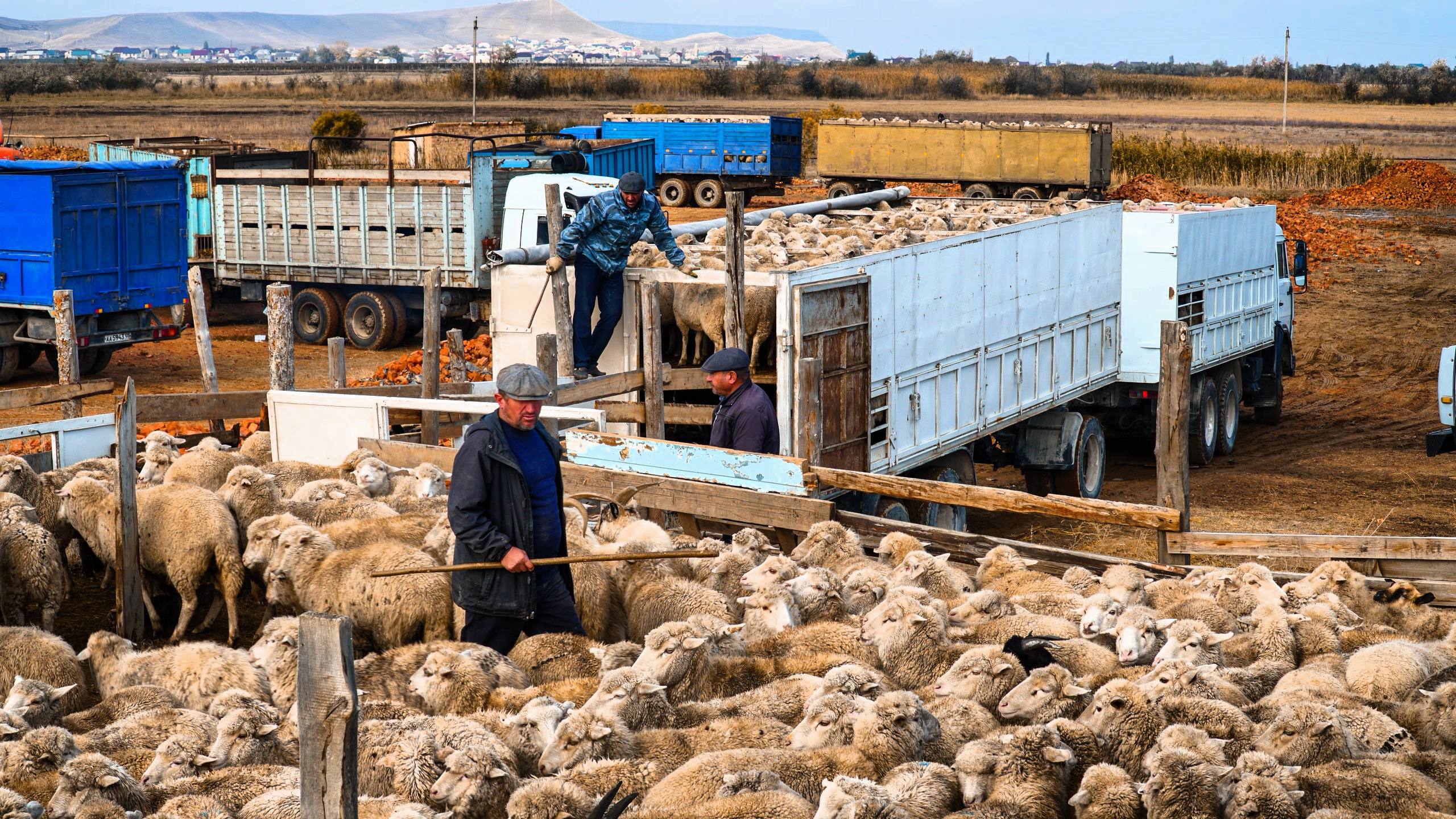 Аграрии Дагестана завершают осенний перегон скота и заготовку кормов Аграрии Дагестана завершают осенний перегон скота и заготовку кормов