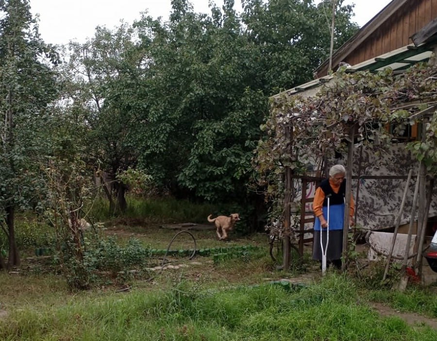 В Каспийске отловили 11 бездомных собак по жалобе местной жительницы