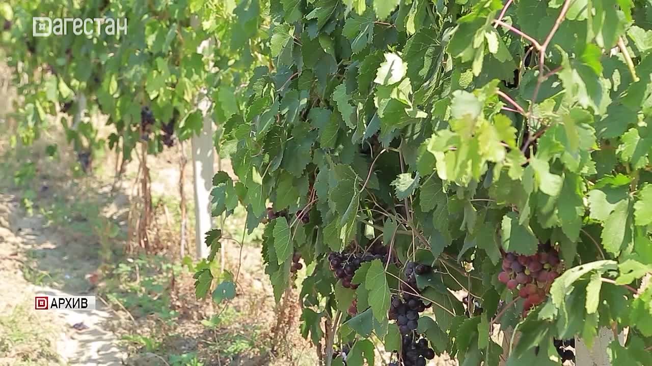 В Дагестане продолжается устойчивый рост основных социально-экономических показателей развития