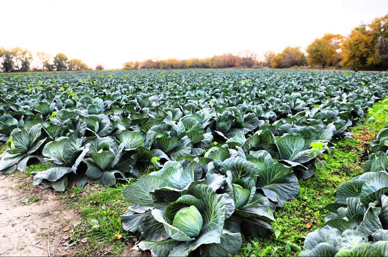 В Кизлярском районе проходит сбор поздних овощей В Кизлярском районе проходит сбор поздних овощей