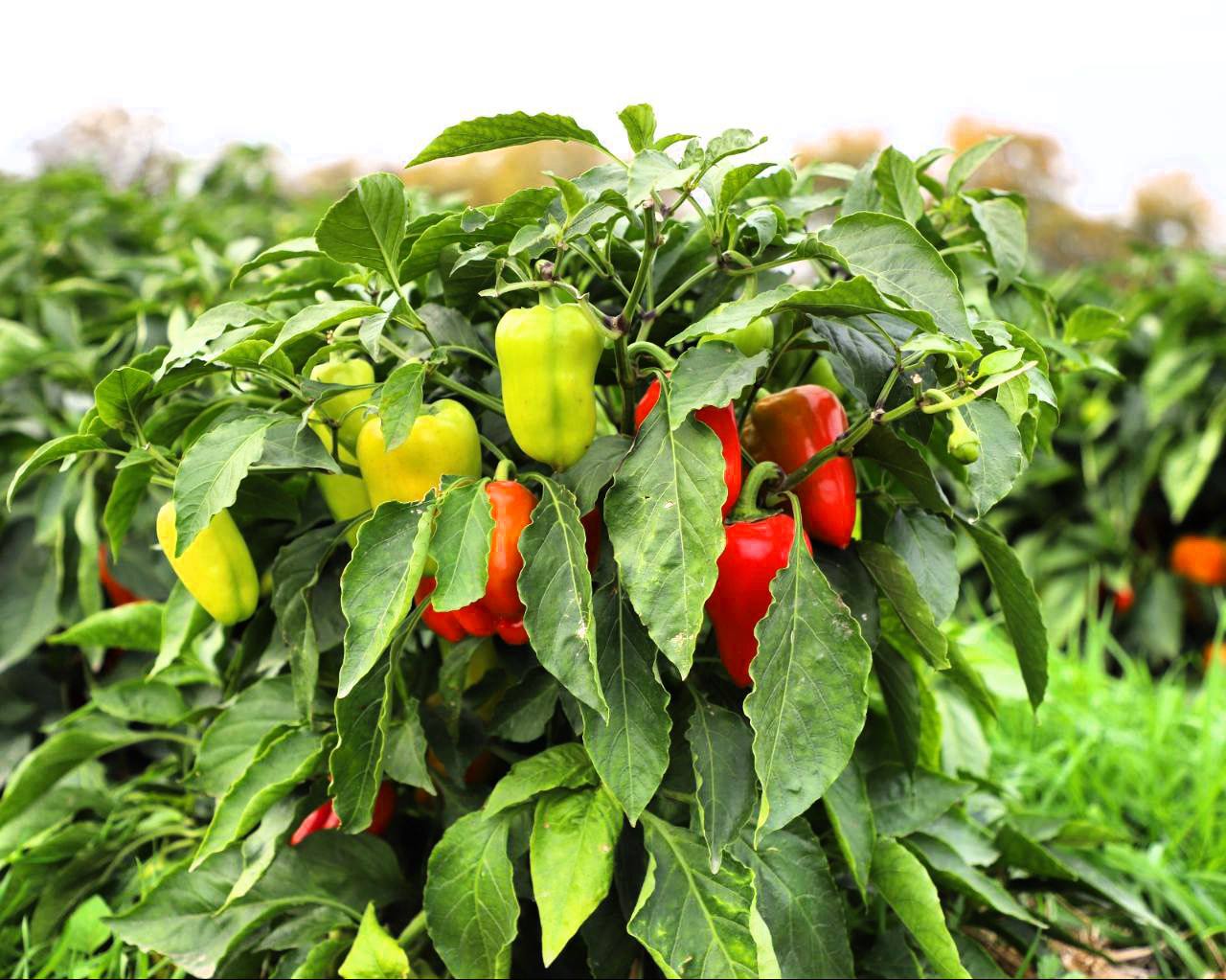 В Кизлярском районе проходит сбор поздних овощей В Кизлярском районе проходит сбор поздних овощей