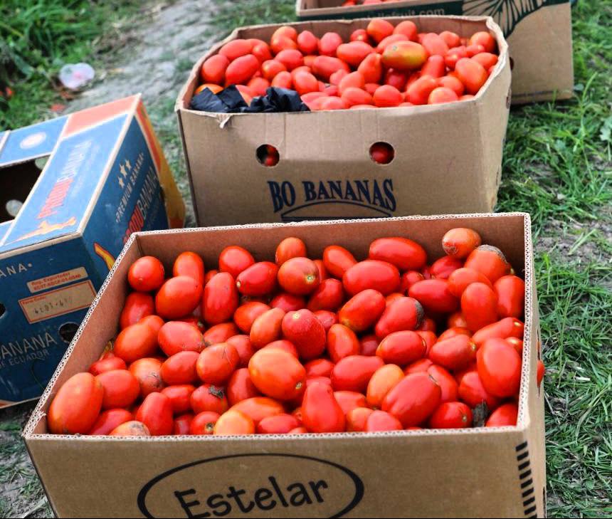 В Кизлярском районе проходит сбор поздних овощей В Кизлярском районе проходит сбор поздних овощей