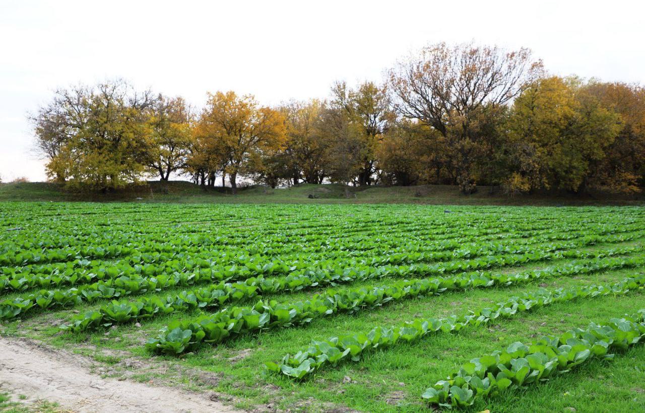 В Кизлярском районе проходит сбор поздних овощей