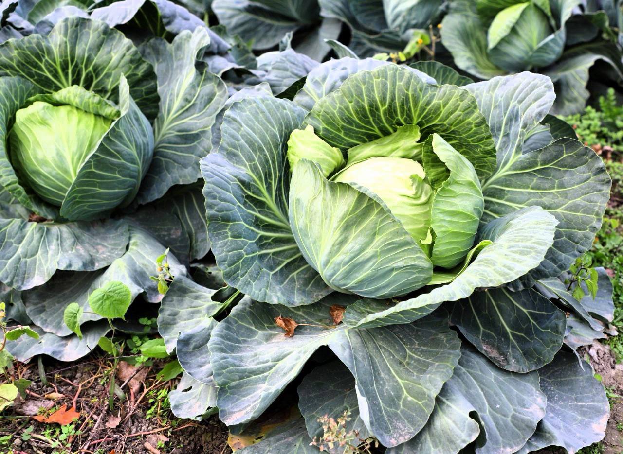 В Кизлярском районе проходит сбор поздних овощей В Кизлярском районе проходит сбор поздних овощей