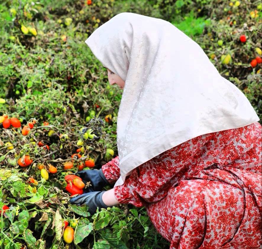 В Кизлярском районе проходит сбор поздних овощей В Кизлярском районе проходит сбор поздних овощей