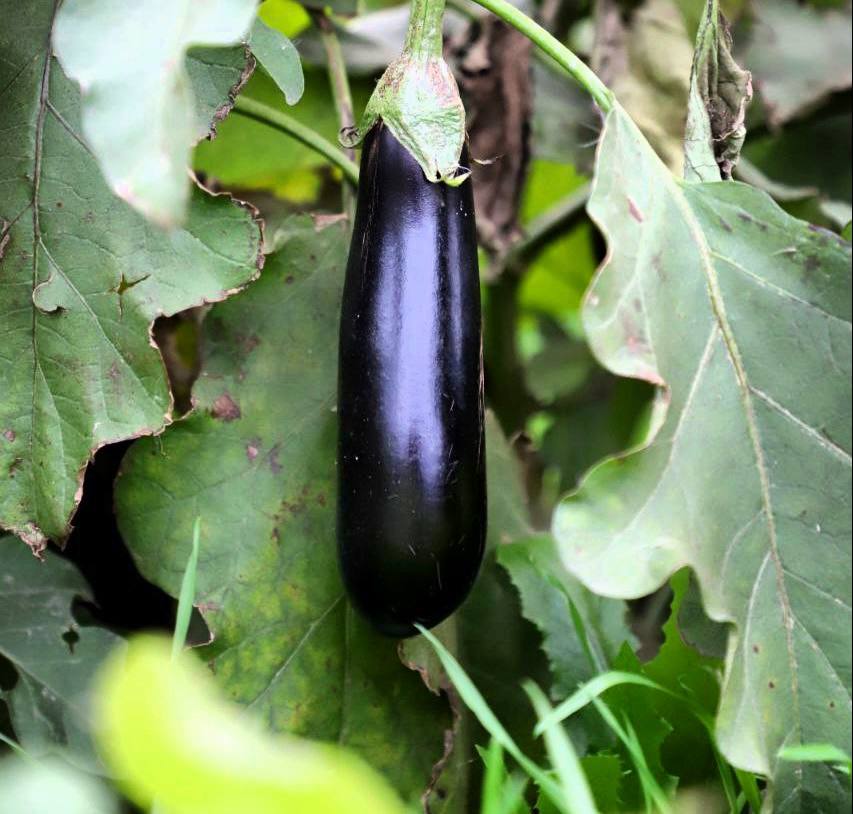 В Кизлярском районе проходит сбор поздних овощей В Кизлярском районе проходит сбор поздних овощей