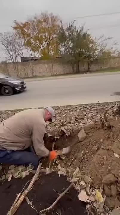 МБУ "ГорПарк" продолжает работы по посадкам деревьев в рамках озеленения городских пространств и модернизации зелёных зон