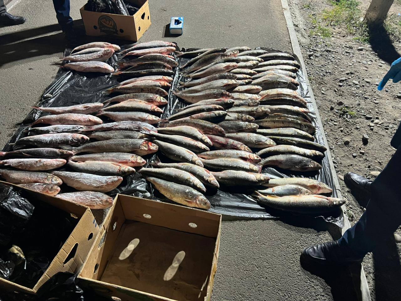 11 ноября 2025 г. на КПП «Джемикентский» в Дагестане задержан автомобиль «Фольксваген Caddy» с 106 экземплярами рыбы частиковых видов (104 кутума и 2 усача) общим весом около 140 кг. Рыба изъята и передана на хранение в...