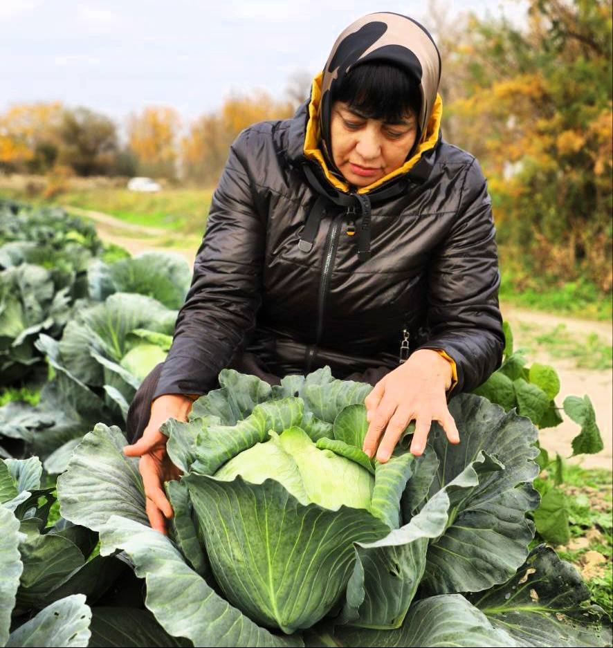 В Кизлярском районе проходит сбор поздних овощей В Кизлярском районе проходит сбор поздних овощей