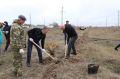 По поручению Главы Дагестана Сергея Меликова сегодня, 15 ноября, Минприроды Дагестана провел масштабный субботник по озеленению территории в Ногайском районе