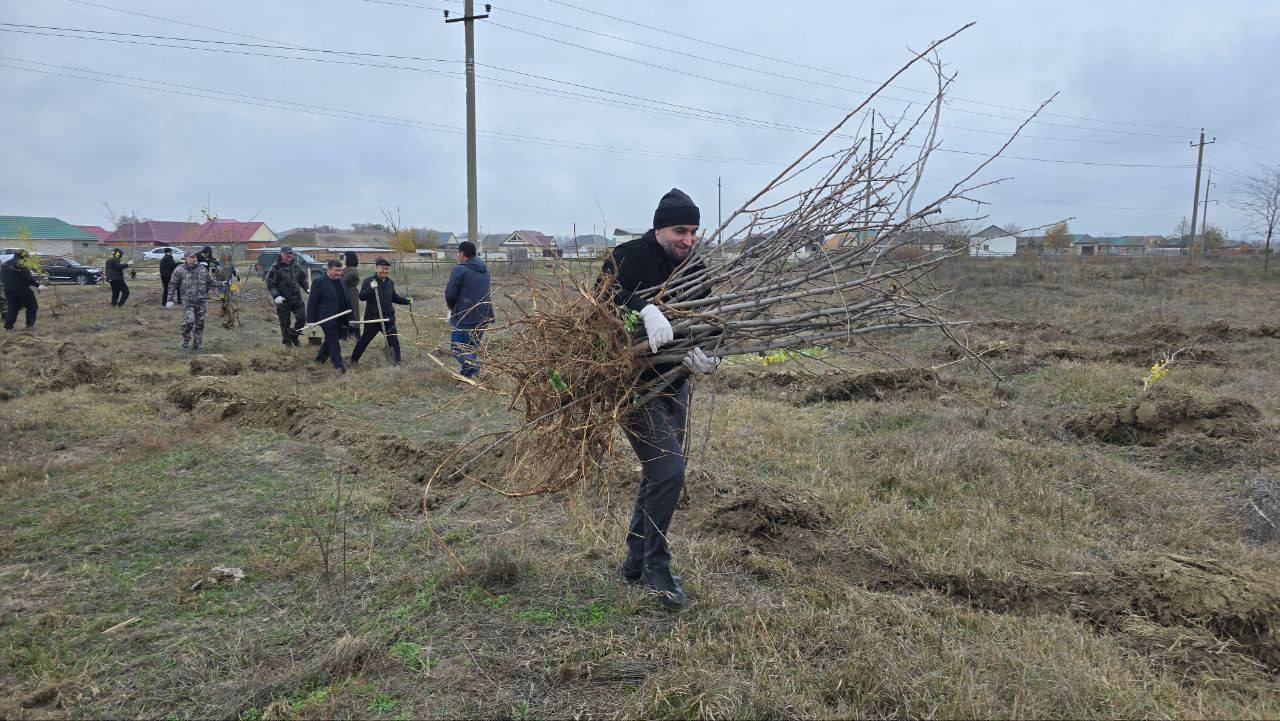 По поручению Главы Дагестана Сергея Меликова сегодня, 15 ноября, Минприроды Дагестана провел масштабный субботник по озеленению территории в Ногайском районе По поручению Главы Дагестана Сергея Меликова сегодня, 15 ноября, Минприроды Дагестана провел масштабный субботник по озеленению территории в Ногайском районе