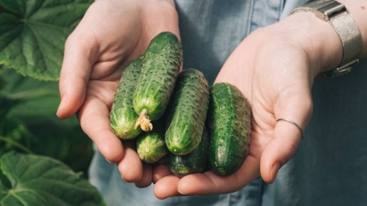 Огурцы пролежат в холодильнике целый месяц: вот как их хранят умные хозяйки