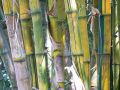 Зеленый талисман, привлекающий удачу: как бамбук меняет судьбы