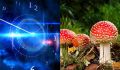 Грибы Zодиаков: узнайте, какой гриб соответствует вашему знаку