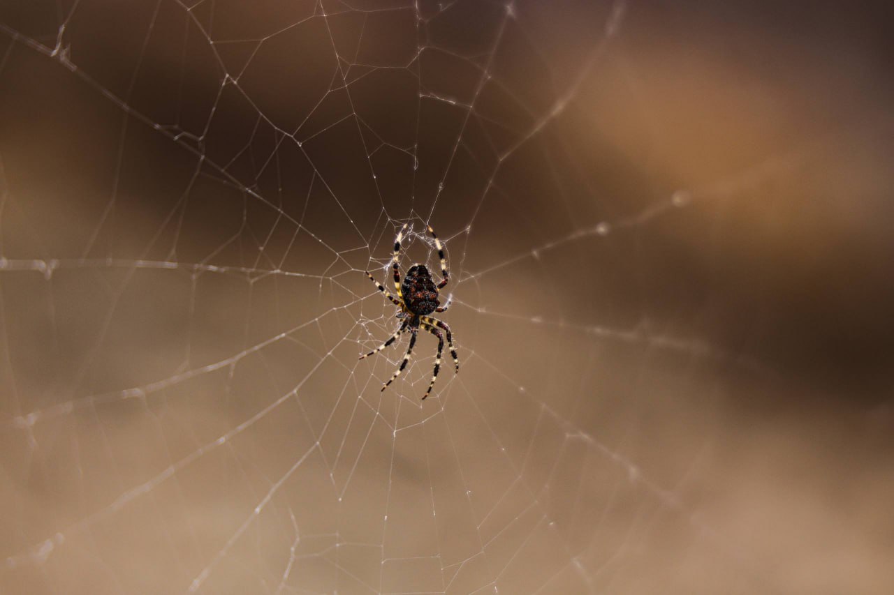 Золотая осень в горах Дагестана в объективе Мусы Салгереева Золотая осень в горах Дагестана в объективе Мусы Салгереева