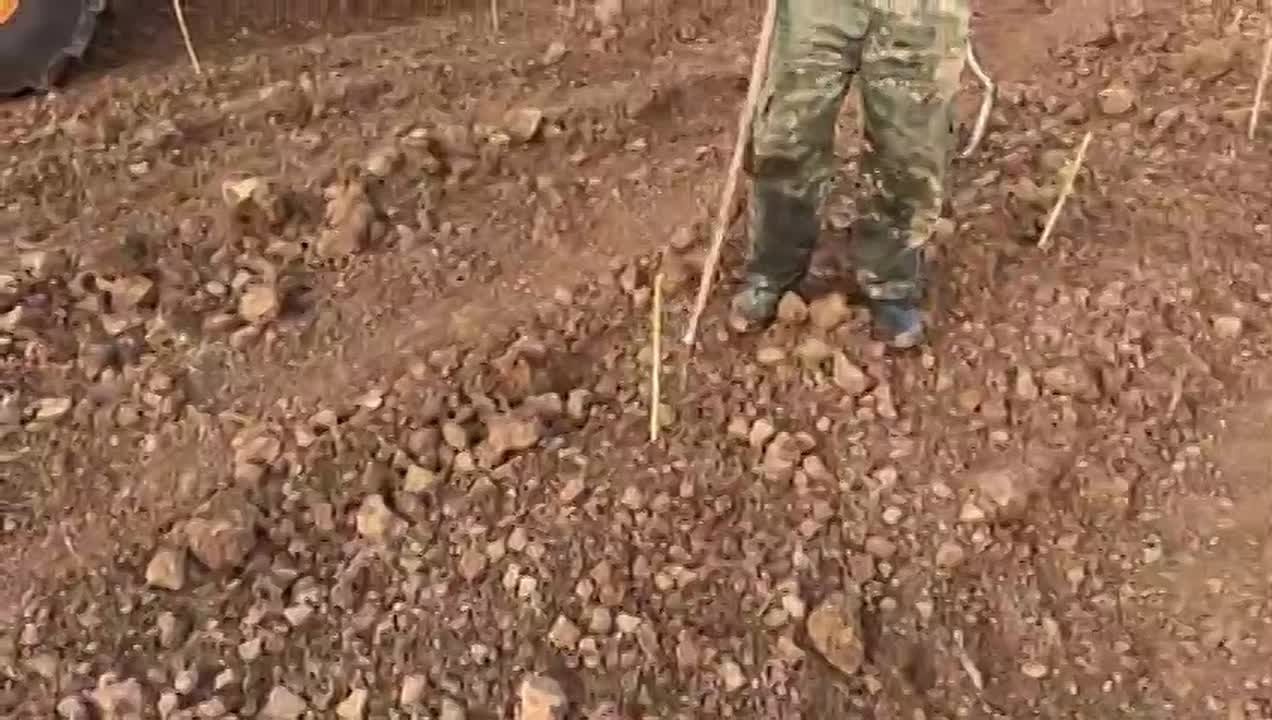 В Дербентском районе с. Бильгади закладываются новые виноградники сорта Савиньон Блан КФХ "Мариет"