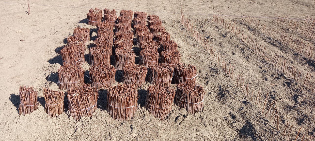 Производство саженцев плодовых культур в Дагестане в 2025г выросло почти на 8%