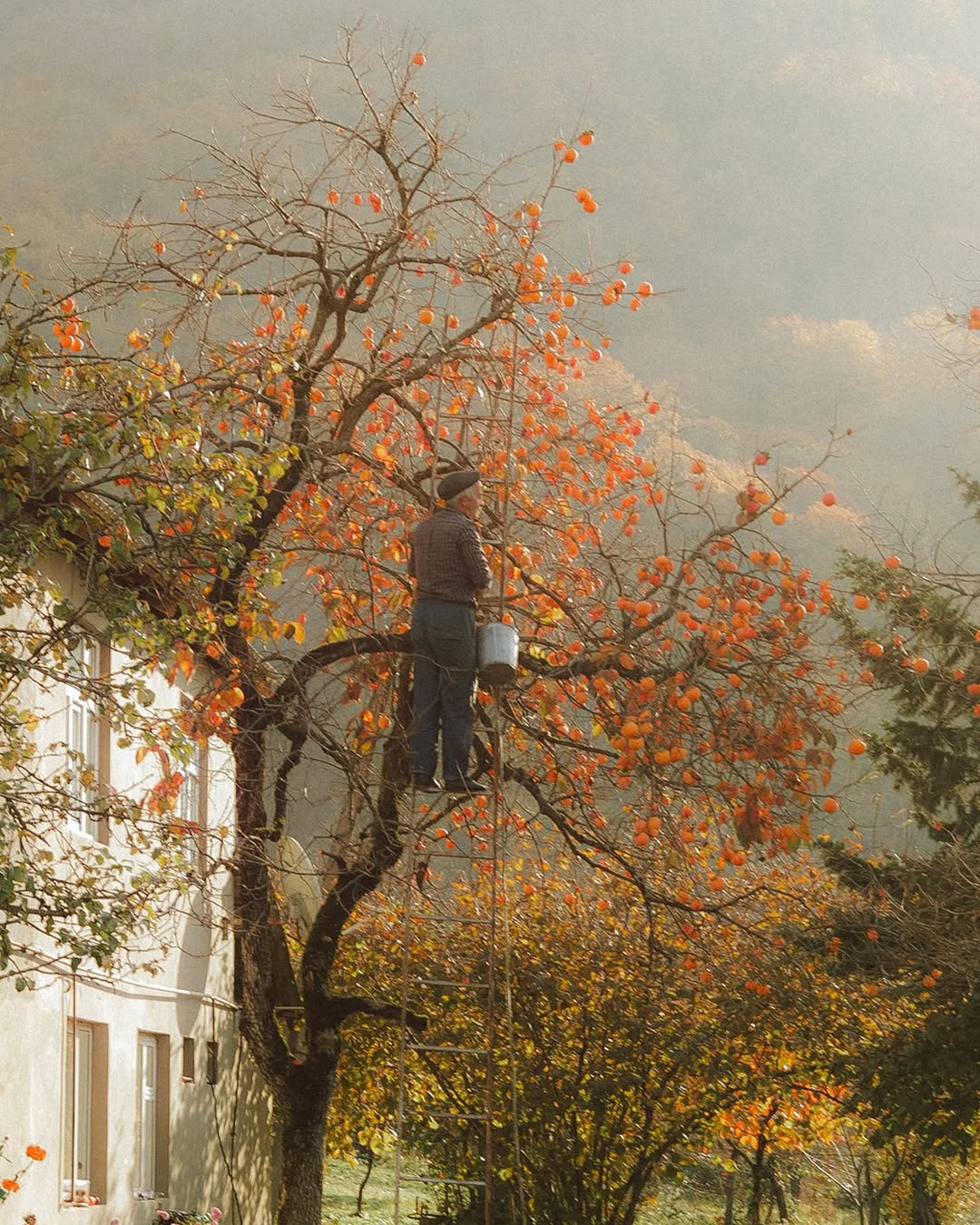 В Дагестане наступил сезон хурмы