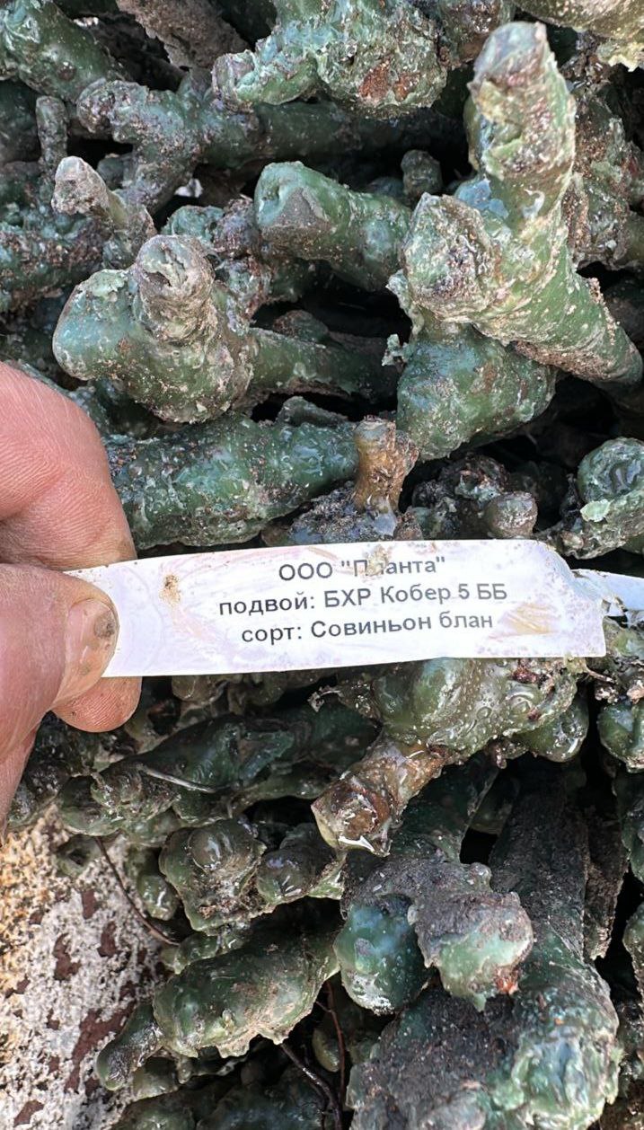 В Дербентском районе с. Бильгади закладываются новые виноградники сорта Савиньон Блан КФХ "Мариет" В Дербентском районе с. Бильгади закладываются новые виноградники сорта Савиньон Блан КФХ "Мариет"