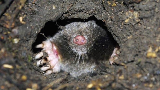 Кроты и усом не поведут: этим методом отпугивания лишь соседей насмешите