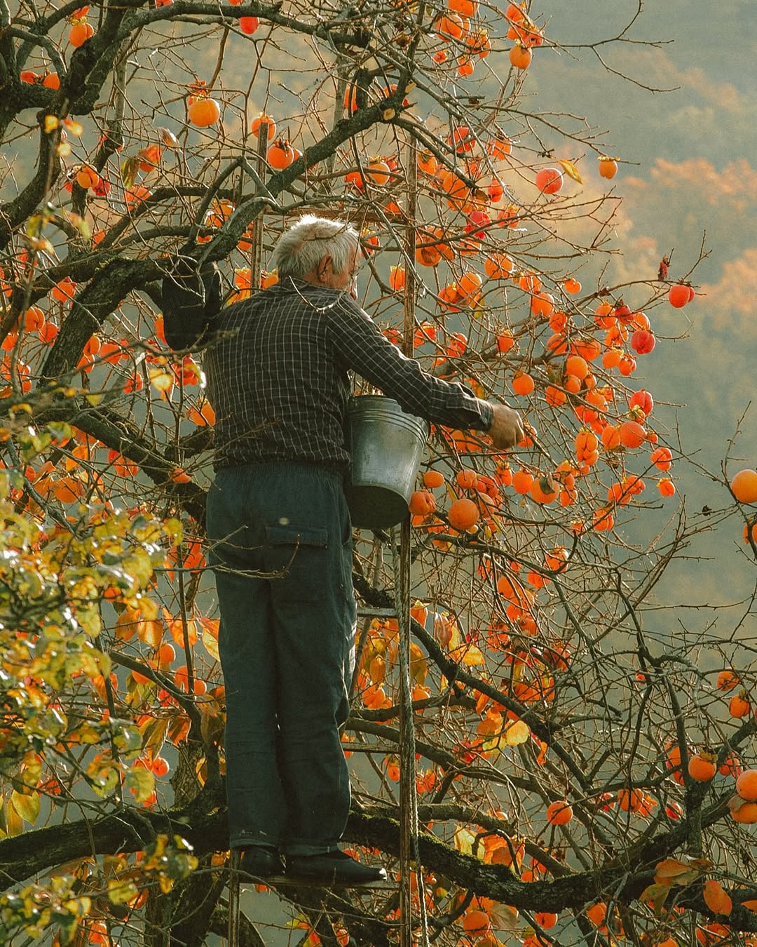 В Дагестане наступил сезон хурмы В Дагестане наступил сезон хурмы