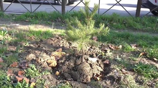 В Махачкале вдоль проспекта Имама Шамиля проводятся работы по озеленению – специалисты МБУ «Благоустройство г. Махачкалы» высадят более 200 молодых хвойных деревьев