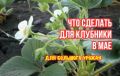 Как обеспечить щедрый урожай клубники в мае: три главных совета для садоводов