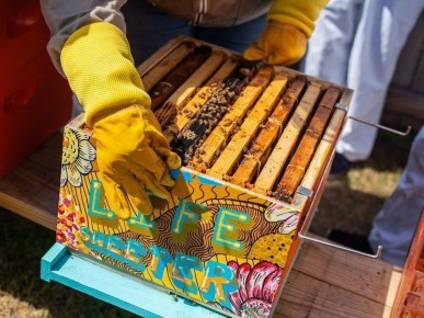 В Дагестане в середине ноября выявлена партия мёда неизвестного происхождения объемом 39 тонн, принадлежащая пчеловодческому кооперативу «Приволье», который, по данным Россельхознадзора, не занимался производством мёда по...