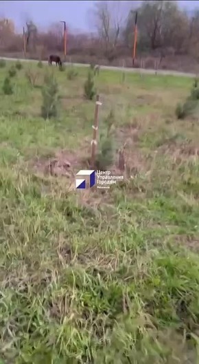 В Махачкале специалисты Службы по отлову безнадзорных животных провели отлов скота, который разгуливал вблизи многоквартирных домов по ул. Даганова