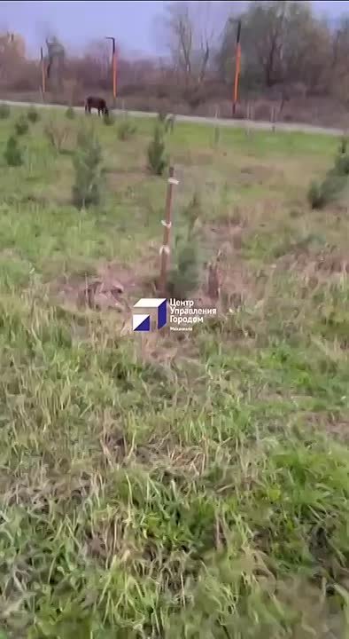 В Махачкале специалисты Службы по отлову безнадзорных животных провели отлов скота, который разгуливал вблизи многоквартирных домов по ул. Даганова