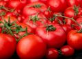 Как избежать жирования помидоров: основные ошибки и секреты ухода