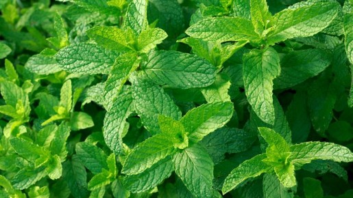 Эта чудо-трава прогонит всех вредителей из сада: даже комары облетят его стороной