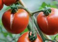 Почему помидоры трескаются в теплице и как этого избежать